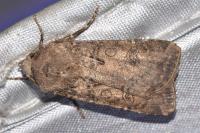Agrotis segetum