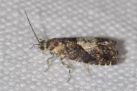 Pammene albuginana/suspectana