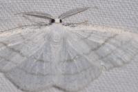 Cabera pusaria
