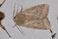 Orthosia cruda