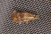 Ptycholoma lecheana