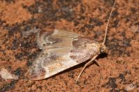 Pyralis farinalis