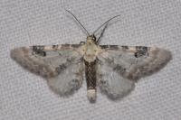 Eupithecia centaureata