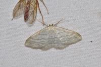 Idaea subsericeata