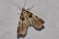Anticlea derivata