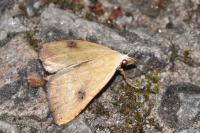 Rivula sericealis