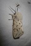 Spilosoma lubricipeda