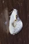 Cilix glaucata