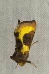 Diachrysia chrysitis