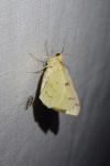 Opisthograptis luteolata