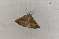 Hypena proboscidalis