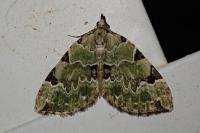 Colostygia pectinataria