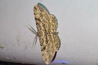 Peribatodes rhomboidaria