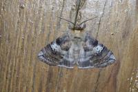 Tethea ocularis