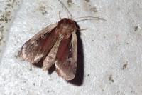 Ochropleura plecta