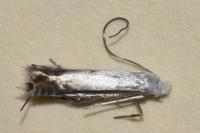 Lyonetia prunifoliella