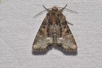 Oligia latruncula/strigilis/versicolor