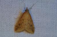 Udea ferrugalis