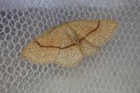 Cyclophora punctaria