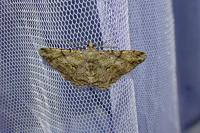 Peribatodes rhomboidaria