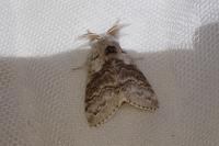 Calliteara pudibunda