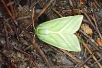 Pseudoips prasinanus