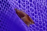 Ancylis mitterbacheriana