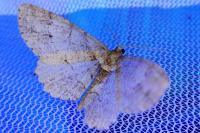 Ectropis crepuscularia