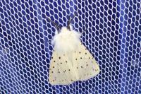 Spilosoma lubricipeda
