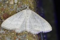 Idaea subsericeata