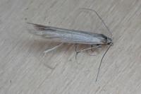 Coleophora alticolella