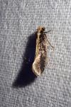 Monopis crocicapitella/obviella