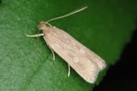 Helcystogramma triannulella