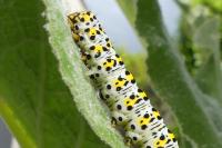 Cucullia verbasci