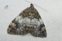 Dysstroma truncata