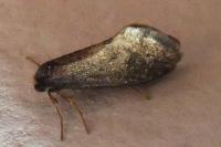 Taleporia tubulosa