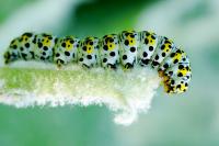 Cucullia verbasci