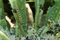 Cucullia verbasci