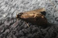 Taleporia tubulosa