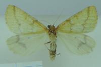 Aspitates ochrearia