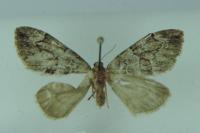 Thera britannica/obeliscata/variata