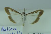 Cydalima perspectalis