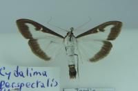 Cydalima perspectalis
