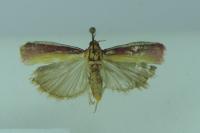 Oncocera semirubella