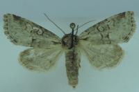 Brachylomia viminalis