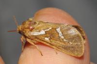 Korscheltellus lupulinus