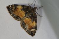 Dysstroma truncata