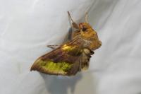 Diachrysia chrysitis