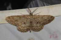 Hypomecis punctinalis