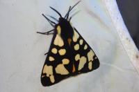 Arctia villica